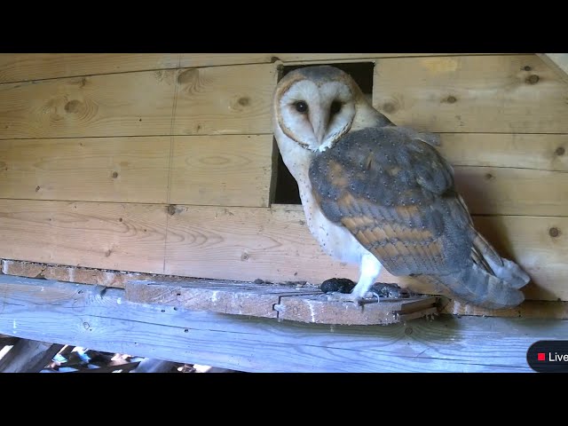 Livestream - Schleiereulen Lüneburg - Außenkamera, Webcam in der Scheune (Barn Owl, Germany)