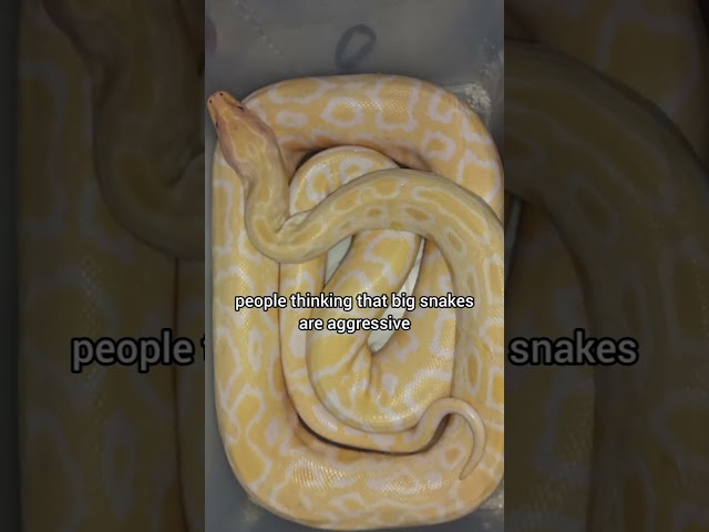 Ball pythons are generally not aggressive🐍#animals #pets #foryou #shorts #snake