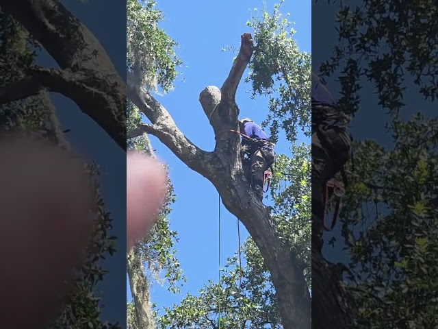 Tree Topping Walk Thru (explainer) Video with 904Tree.com 904-891-8435