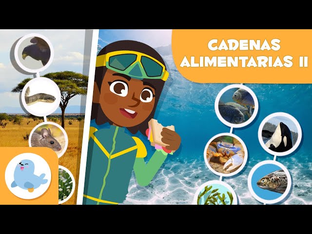 CADENAS ALIMENTARIAS para niños 🌱⬅🐝⬅🐦⬅🐺 Terrestres y acuáticas 🌼 Episodio 2