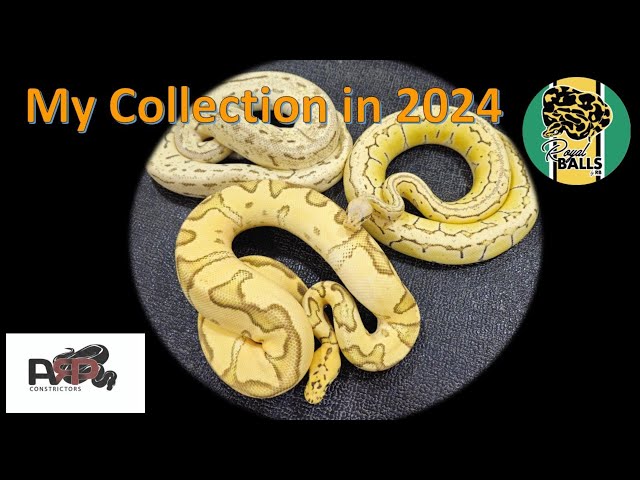 Breeding Ball Pythons; The Royal Balls Collection 2024