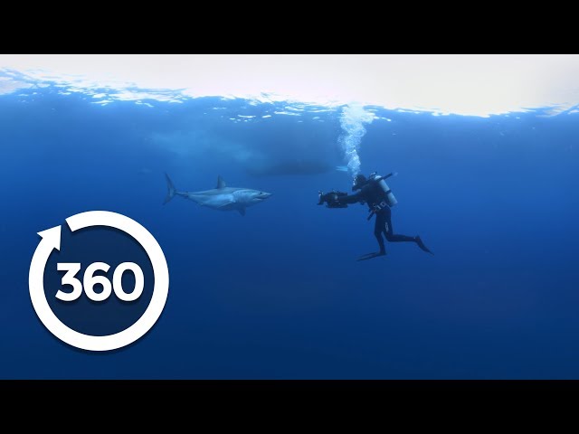 Mako Madness | Shark Week (360 Video)