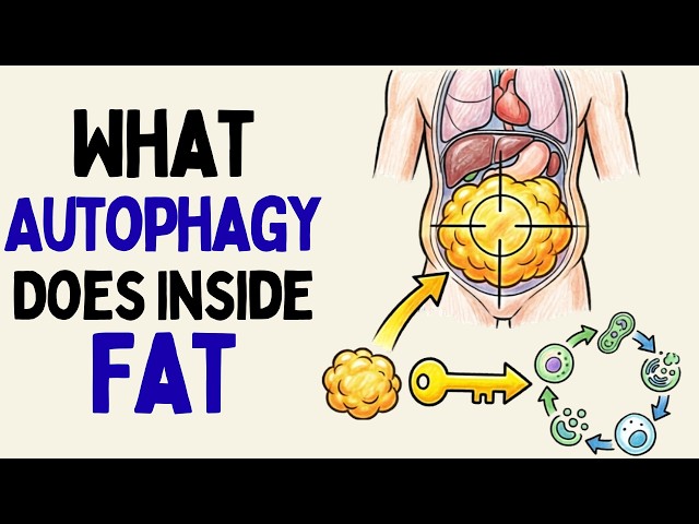 What Happens to Your Belly Fat When Autophagy Finally Reaches It? (Science Explained)