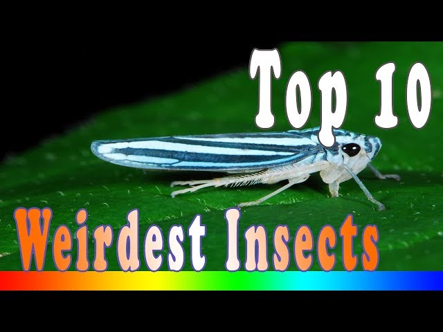 Top 10 Weirdest Insects In The World