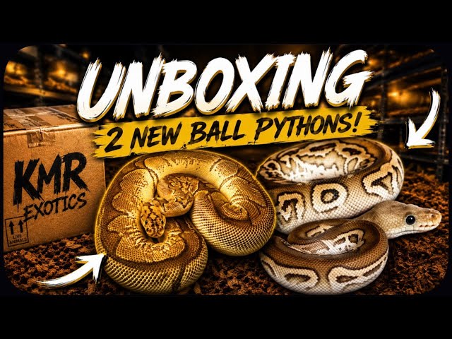 Unboxing two new ball pythons!!🐍🔥💥 a female breeder! AND the male to the cypermon project!