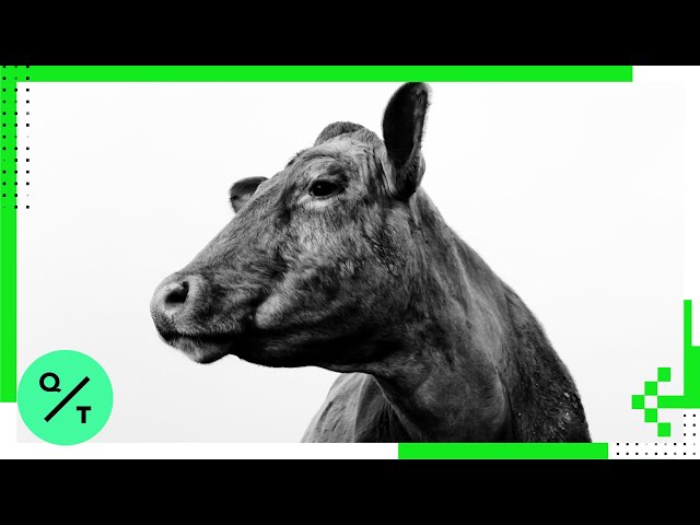 Why We're Moo-ving Toward Decarbonization