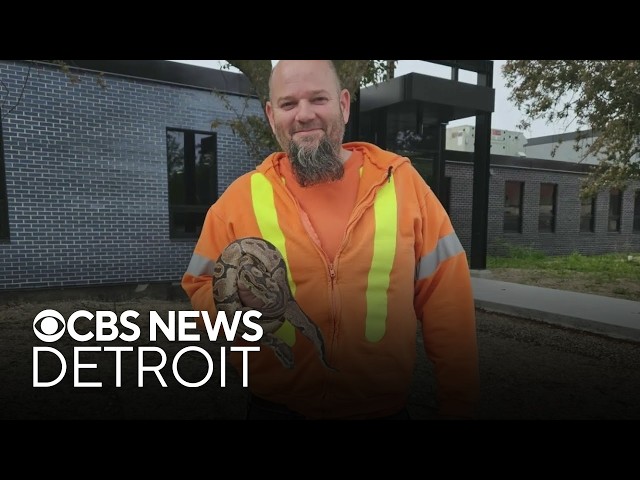 Python rescued from Windsor sewage plant