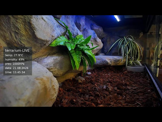 terrarium-LIVE 🔴 21/08/2026 🐍 Ball Python Regius Snake