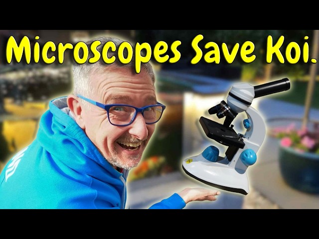 KOI POND FISH PARASITE DETECTION MADE EASY WITH MY MICROSCOPE TIPS, TRICKS AND HACKS**😉👍🐟