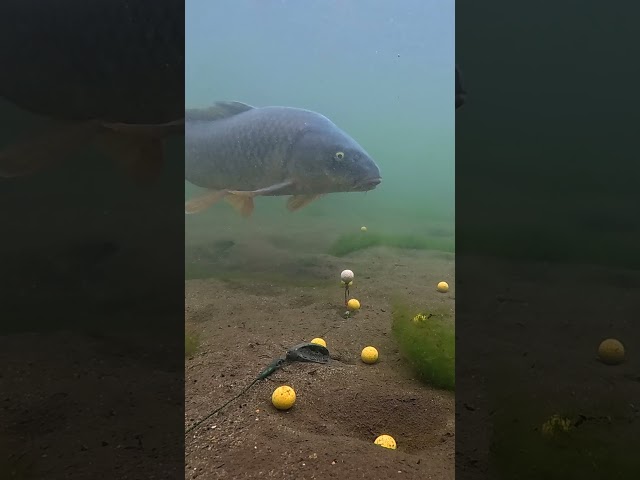 Smart Carp Outsmarts the Rig