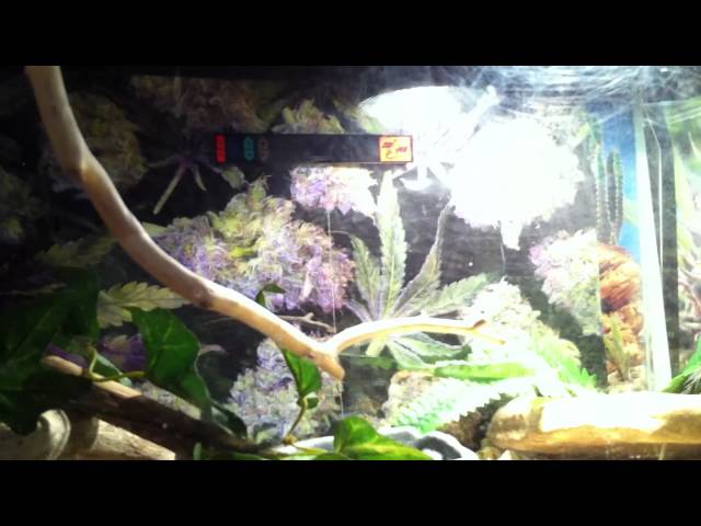 [HD] Ideal Baby Ball Python Tank Setup Review