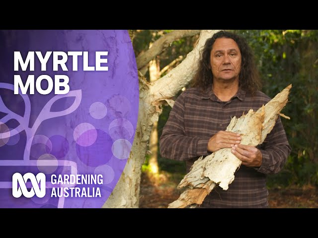Myrtle Mob | Australian native plants | Gardening Australia
