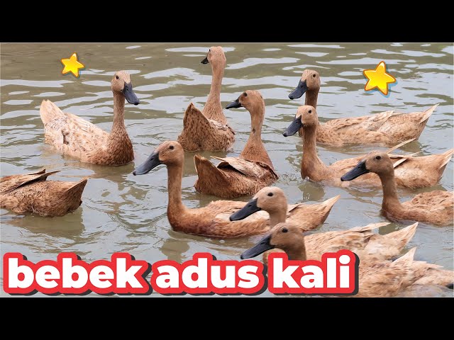 DUCK ADUS KALI AYAH, WHAT DOES A DUCKS SWIMMING, DUCKS SWIMMING IN TUB, DUCK ADUS KALI SONG