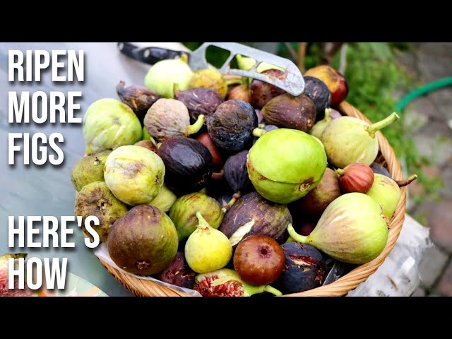 Pruning a Fig Tree in the Summer to DOUBLE Production