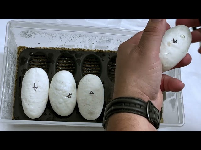 Clutch #4 | Can we continue to beat the odds?