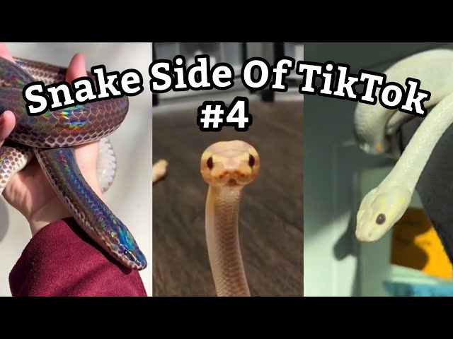 Snake Side Of TikTok #4