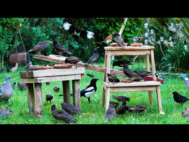 🔴 CAT TV 24/7 NO ADS 🕊️ Birds! Noisy Starlings & Fledglings Take Over the Garden 🐿️ Video for cat