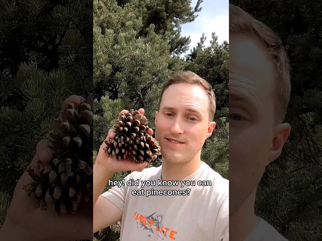 How To Make Pinecone Jam