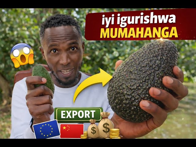 Izi Tekinike Zatumye Avoka za Hass Zanjye Ziba NINI | Kuburyo Zakoherezwa mu Mahanga 😱💰