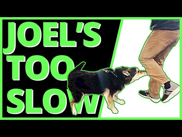 Ouch!!! Biting & Nipping - How & When to Correct a Dog that is Biting Guests in Your Home. My Method