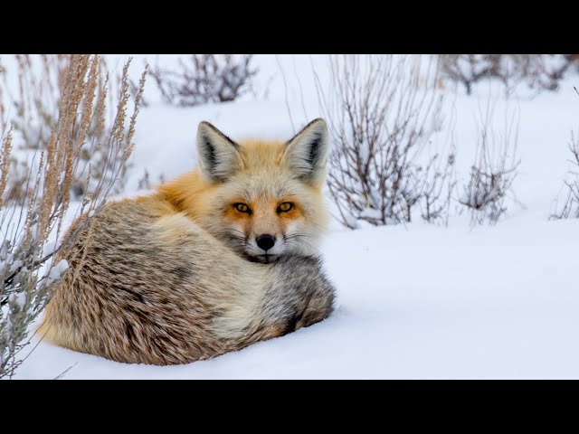 Winter in the Tetons, Instrumental Acoustic Indie/Folk Playlist, Chill Music Open Road Folk Music