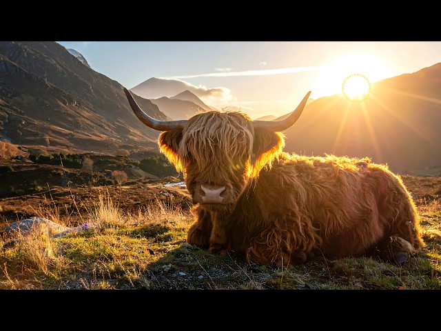 Celtic Happy Music  Folk Dances and Gigs
