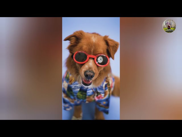 Cute and funny dog video #isudotcom
