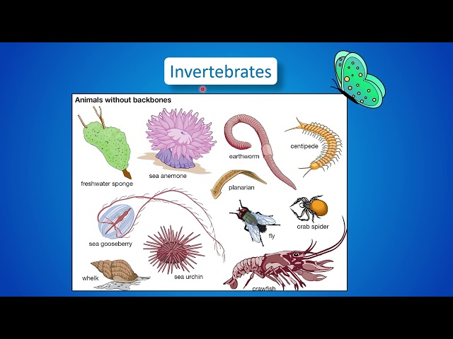 Introduction of Invertebrates | Science And Technology 7 | Class 7 | Mero School Nepal