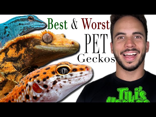 ¡Los mejores y peores geckos domésticos! (NUEVOS CUIDADORES)