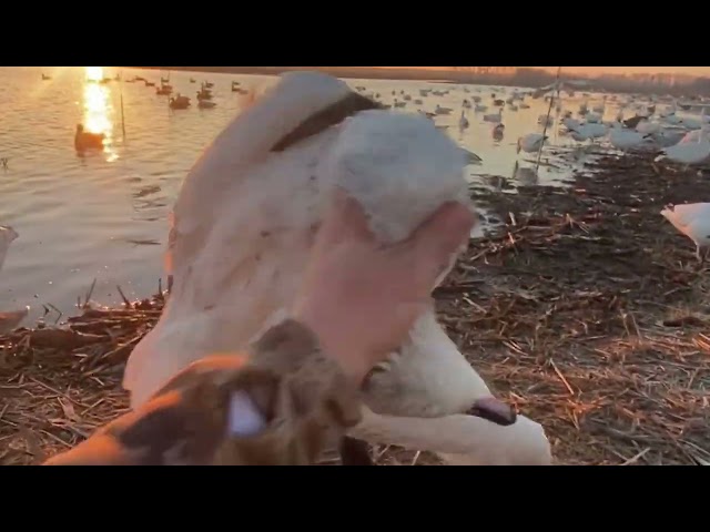 Draht Company Snow Goose Hunt