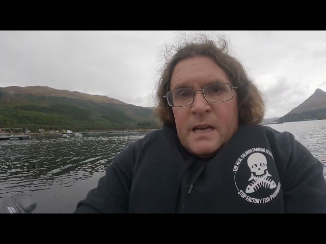 WARNING: Mowi's Scottish 'organic' salmon is a toxic nightmare - avoid like the proverbial plague