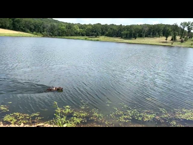 Prime Shorthairs | German Shorthair Distance Swim