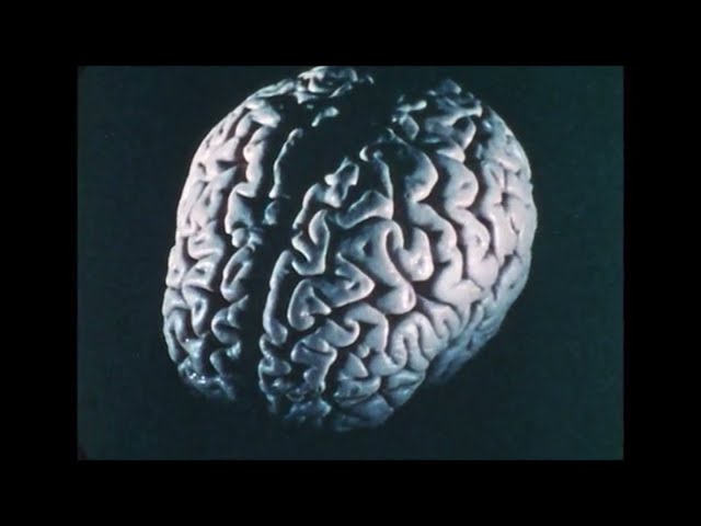 mind body problem - dorian electra (fan music video)