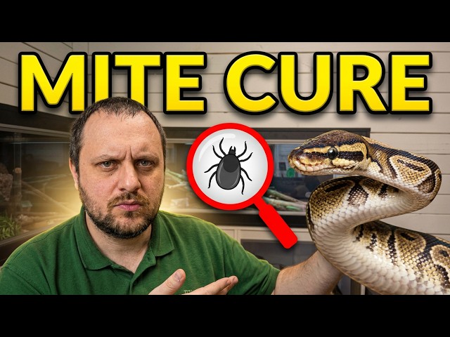 How to Get Rid of Snake Mites & Reptile Mites (Complete Treatment Guide)
