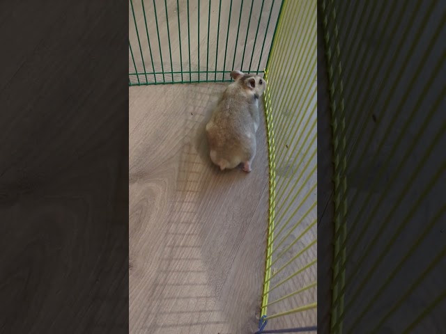Hamsterauslauf 💜 | 🐹 Petiversum #shorts