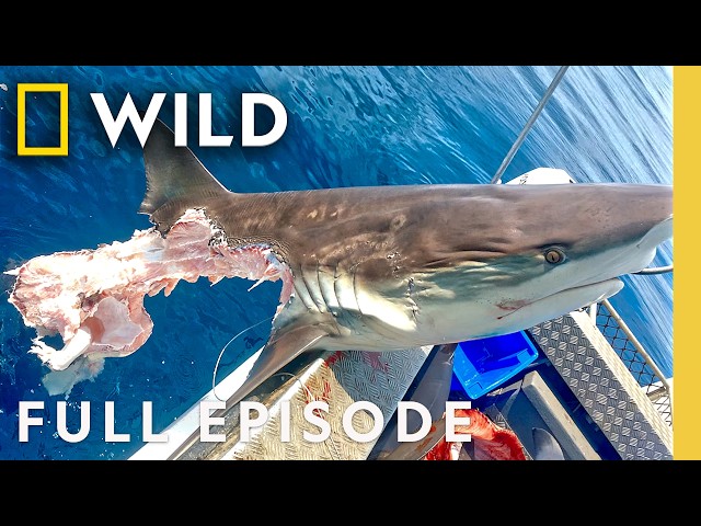 Cannibal Sharks: Shark vs. Shark (Full Episode) | SPECIAL | Nat Geo Animals