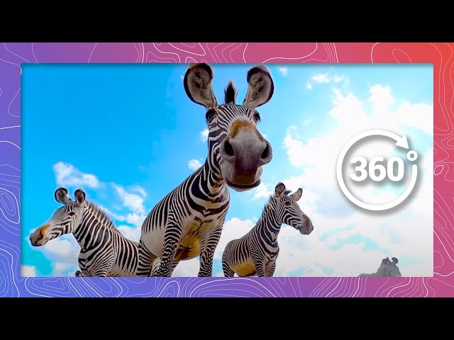 A Herd of Grévy’s Zebra Surround the Camera | Wildlife in 360 VR