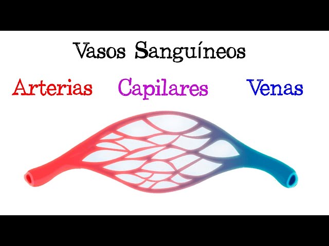 💥 Differences between Veins, Arteries, and Capillaries 💥 [Easy and Quick] | BIOLOGY |