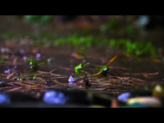 Relaxing Rain Sounds for Sleep & Study | Seamless Looping Forest Rain