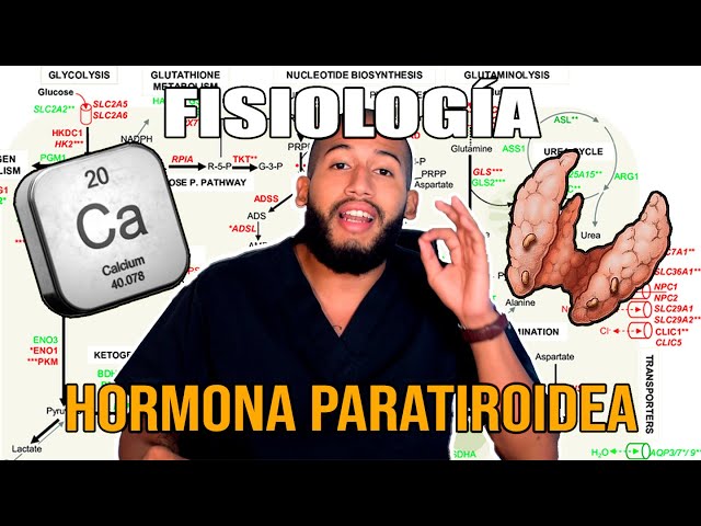 Fisiología - Parathormona y Calcio (Síntesis, Regulación, Osteólisis Osteocitaria)