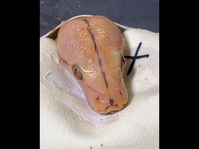 Reticulated Python - Anastasia's Eggs Hatching