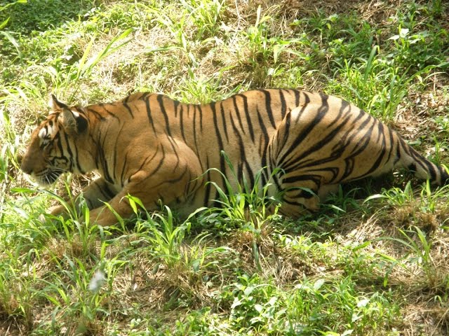 Killer Tigers of India - National Geographic Documentary
