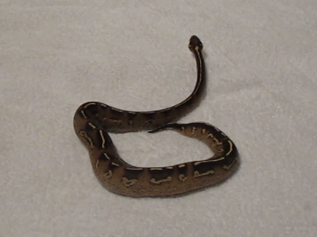 FreeWay Male Stretching out on a towel