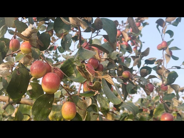 🙄भारत सुंदरी कुल की खेती देखें। छोटे पौधे भी उपलब्ध हैं। अभी 9091997353 पर हमसे संपर्क करें।