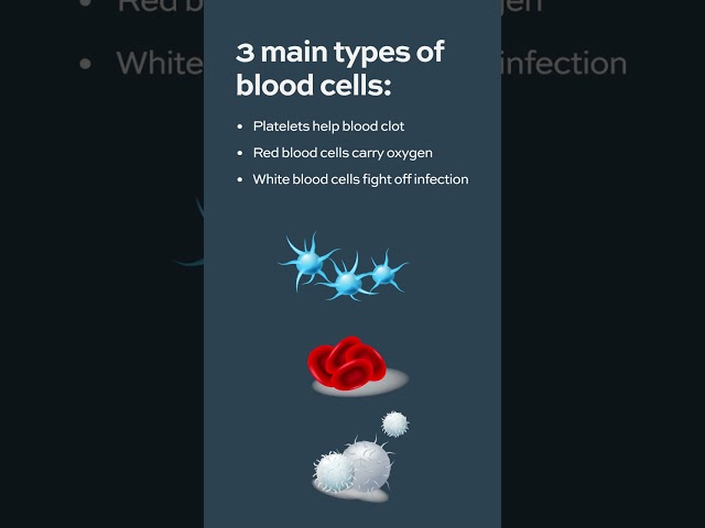 What is AML Acute Myeloid Leukemia? #AML