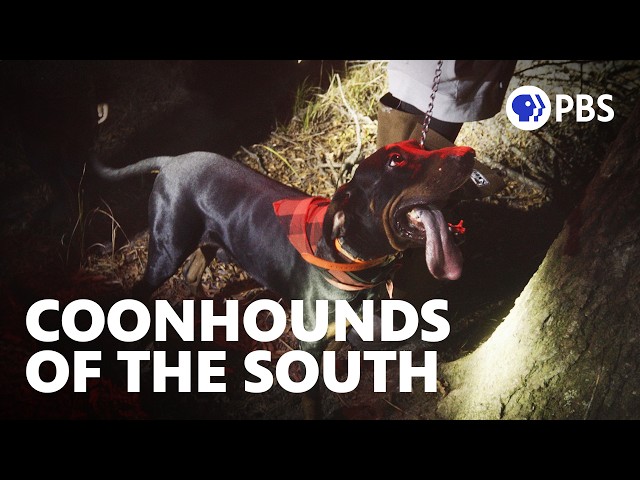 A Hunting Tradition You’ve Probably Never Seen | Short Documentary