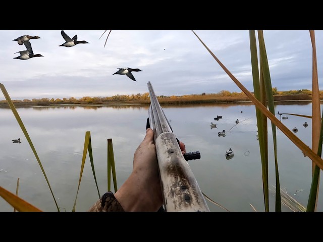 DUCK HUNTING Public Land (LIMITED OUT) | Huge LEROY News