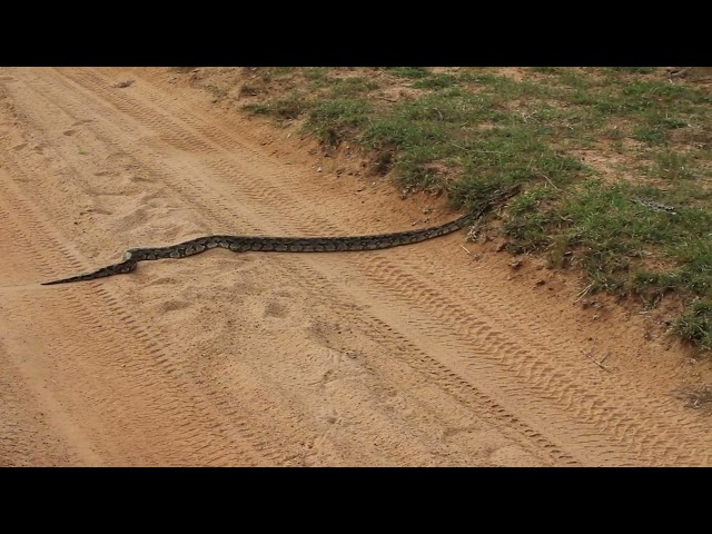 Indian rock python