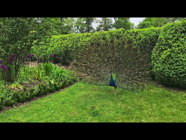 Newark Park longer version & more peacock views 4K HDR #wheelchair #musculardystrophy #relaxation
