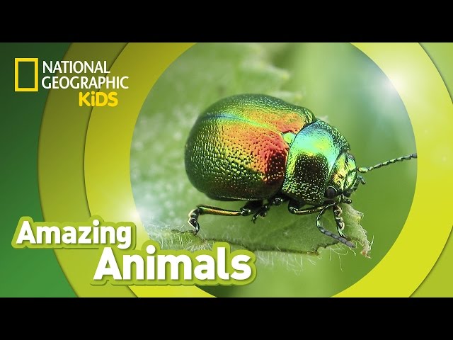 Beetle 🐞 | Amazing Animals